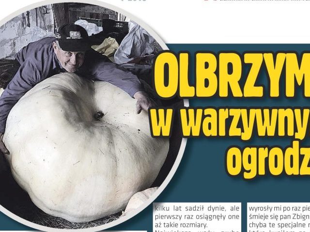 Olbrzymy w warzywnym ogrodzie pana Zbigniewa